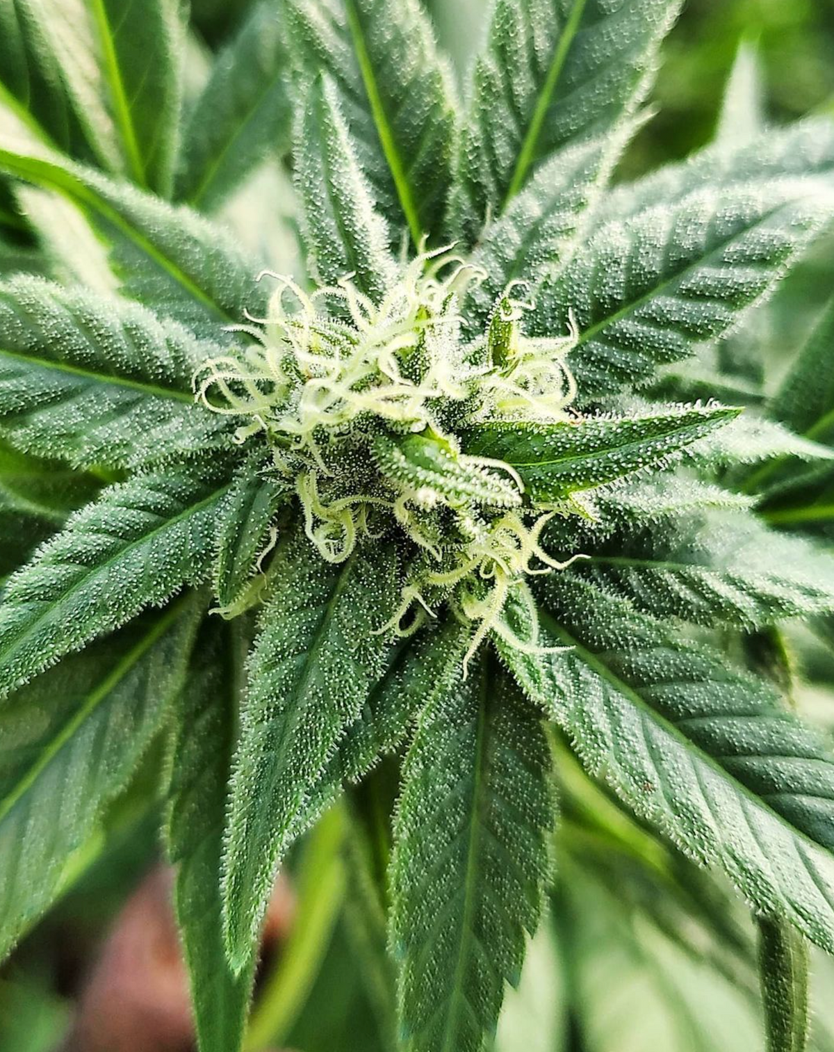 Close-up view of a cannabis plant’s flowering stage.