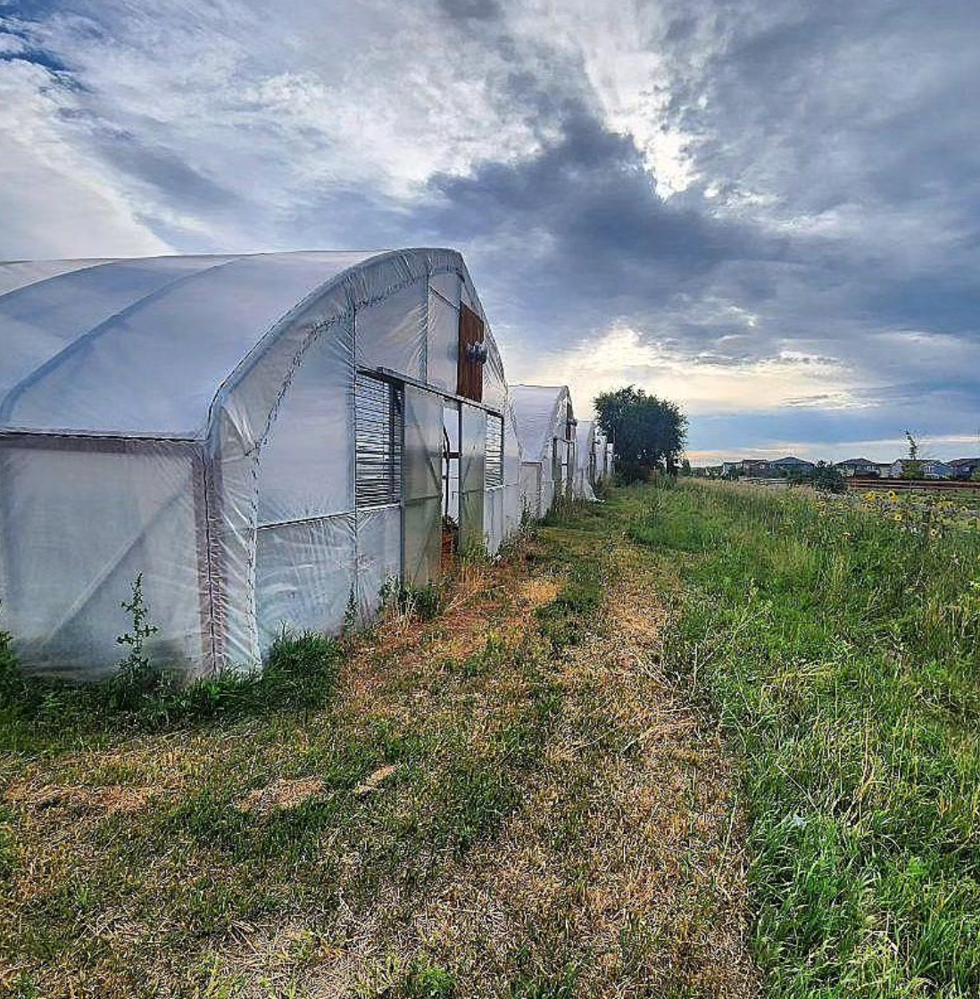 A row of large white greenhouses in a rural outdoor setting, with grassy fields and a cloudy sky in the background.